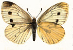 Logo (c) Garten der Schmetterlinge